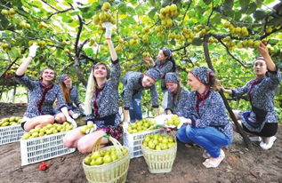 從田間到餐桌 解讀初級(jí)農(nóng)產(chǎn)品背后的故事