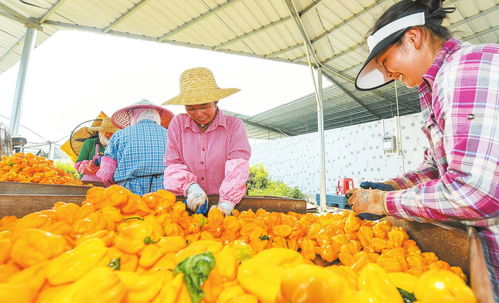 海口農(nóng)產(chǎn)品品牌 從初級(jí)農(nóng)產(chǎn)品到多元品牌矩陣的華麗蛻變