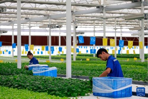 甬庫(kù)合作產(chǎn)業(yè)援疆 戈壁灘上開出現(xiàn)代農(nóng)業(yè)之花