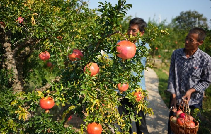 中國(guó)農(nóng)產(chǎn)品“出海”豐富世界餐桌 家禽家畜的全球化之旅