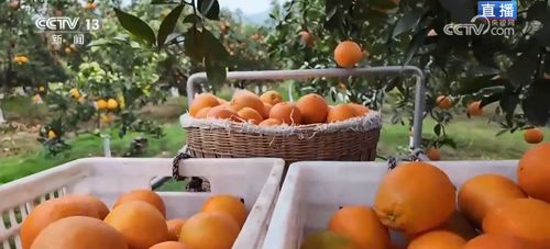 便捷物流助力小臍橙遠(yuǎn)銷(xiāo)海外，家禽家畜產(chǎn)業(yè)協(xié)同發(fā)展，共筑鄉(xiāng)村振興“黃金果”